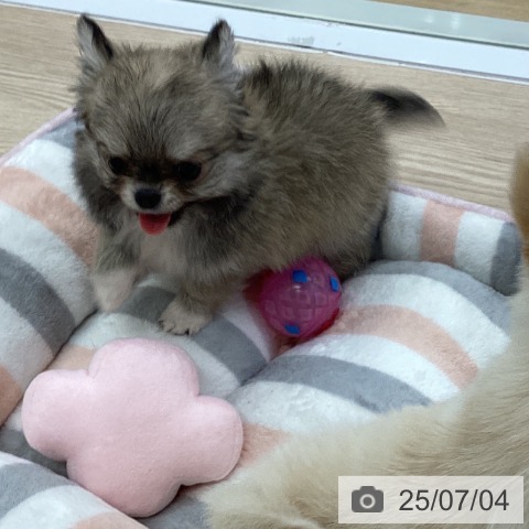チワワの写真