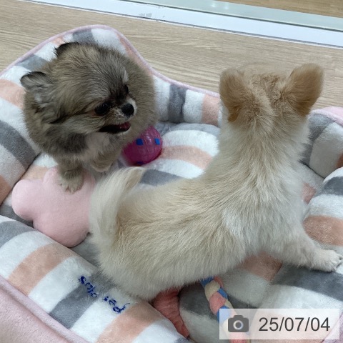 チワワの写真