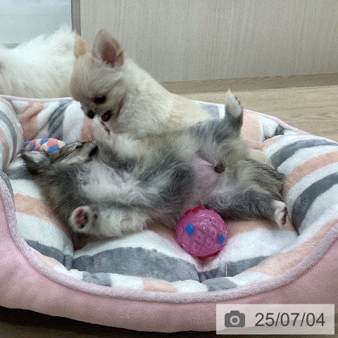 チワワの写真