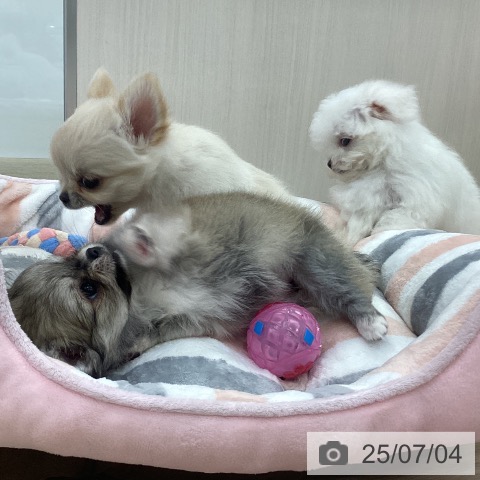 チワワの写真