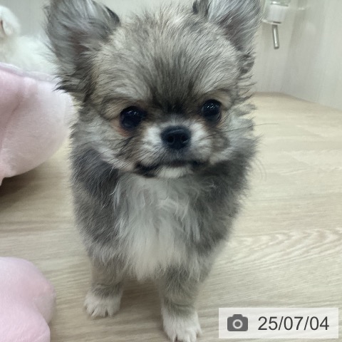 チワワの写真