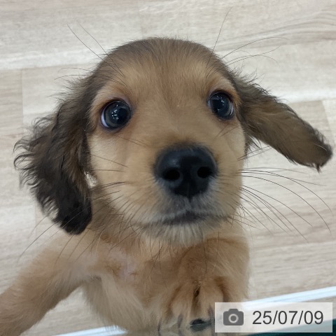 ミニチュア・ダックスフンドの写真