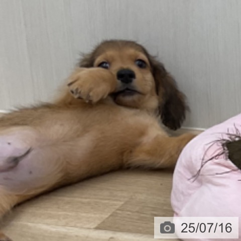 ミニチュア・ダックスフンドの写真