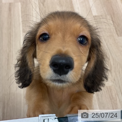 ミニチュア・ダックスフンドの写真