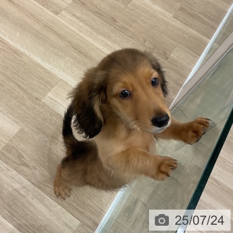 ミニチュア・ダックスフンドの写真