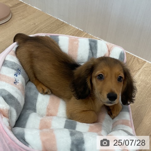 ミニチュア・ダックスフンドの写真