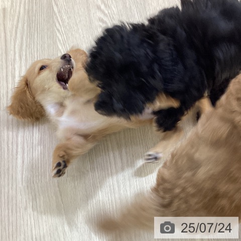 ミニチュア・ダックスフンドの写真