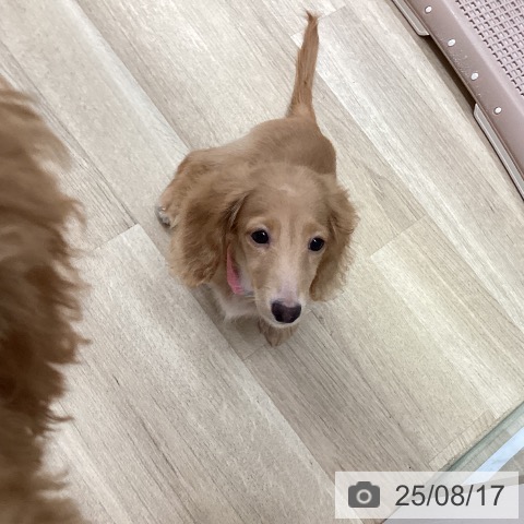 ミニチュア・ダックスフンドの写真