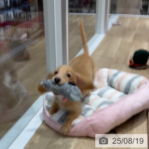 ミニチュア・ダックスフンドの写真