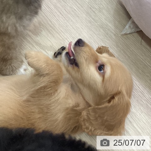 ミニチュア・ダックスフンドの写真