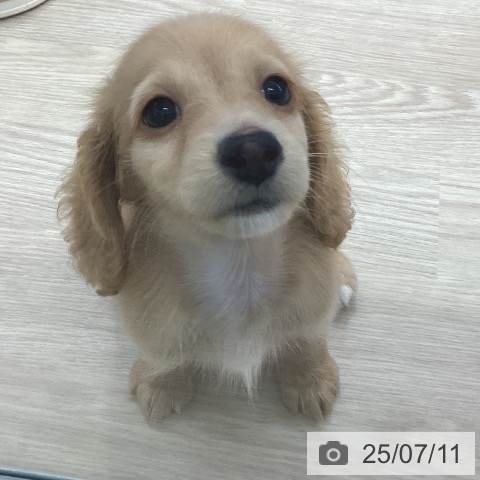 ミニチュア・ダックスフンドの写真
