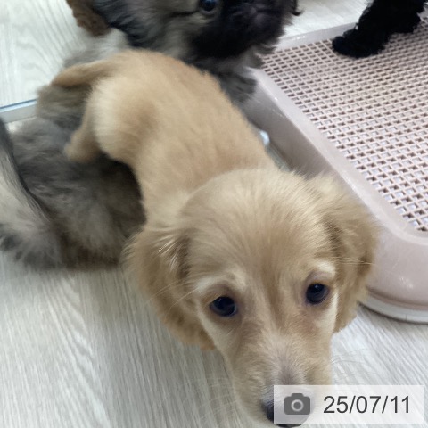 ミニチュア・ダックスフンドの写真