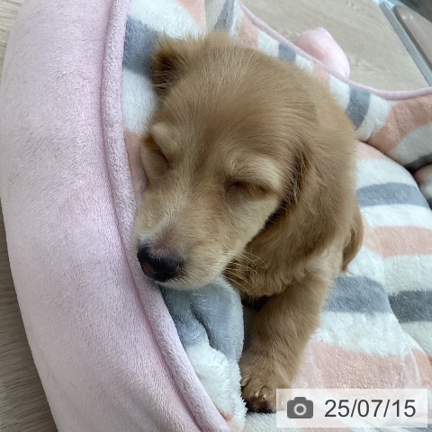 ミニチュア・ダックスフンドの写真