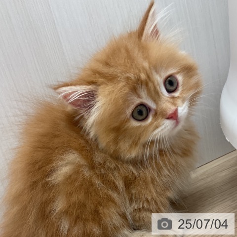 マンチカンの写真