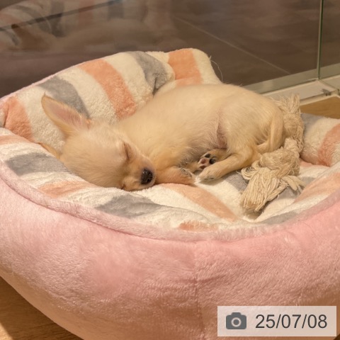 チワワの写真