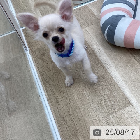 チワワの写真