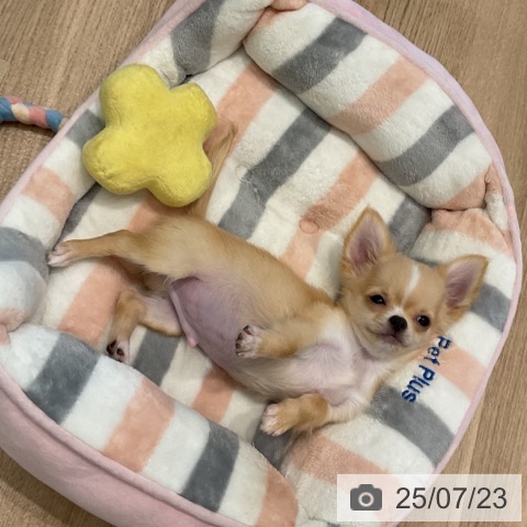 チワワの写真