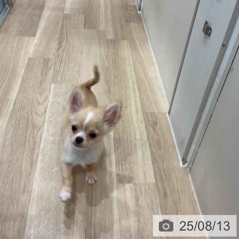 チワワの写真