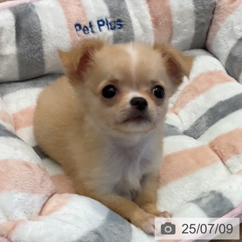 チワワの写真