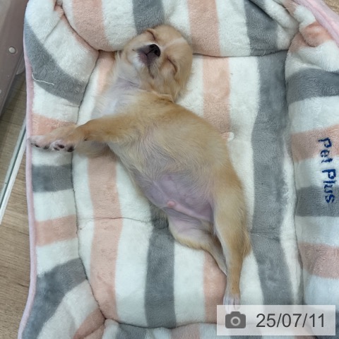 チワワの写真