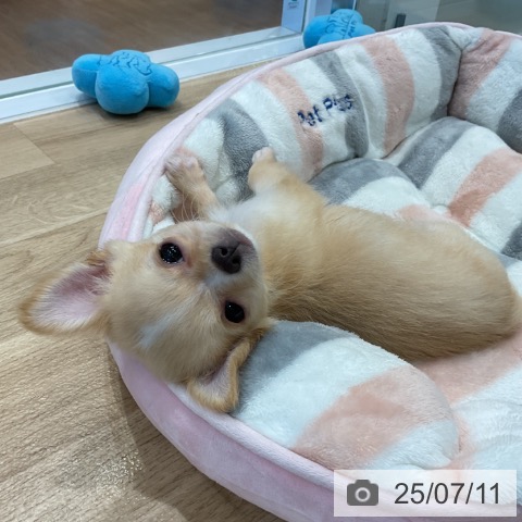 チワワの写真