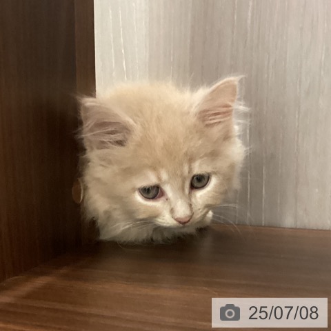 ラガマフィンの写真