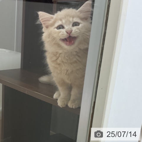 ラガマフィンの写真