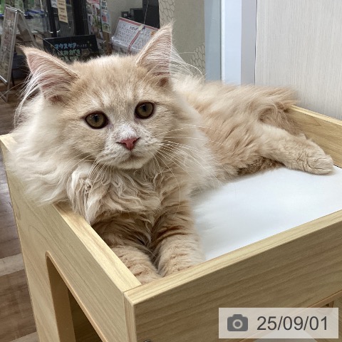 ラガマフィンの写真
