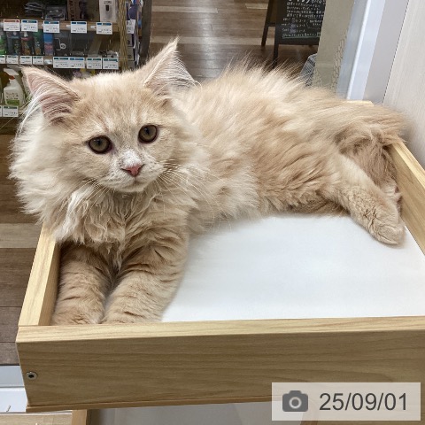 ラガマフィンの写真