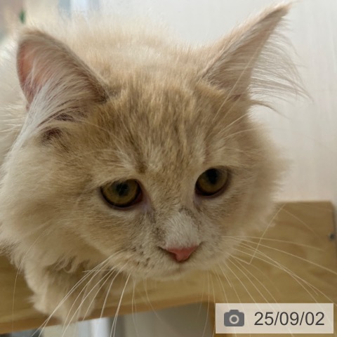 ラガマフィンの写真