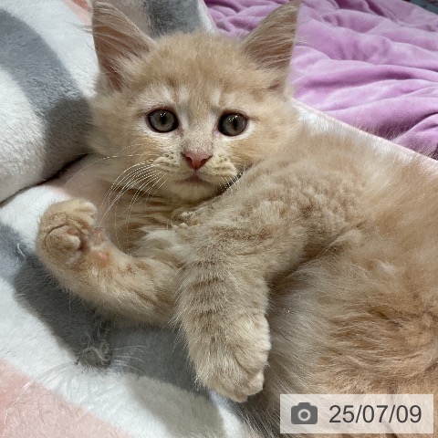ラガマフィンの写真