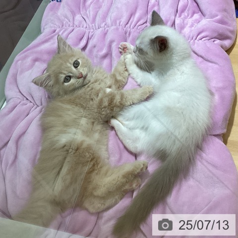 ラガマフィンの写真