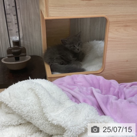 ラガマフィンの写真