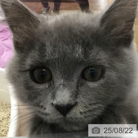 ラガマフィンの写真