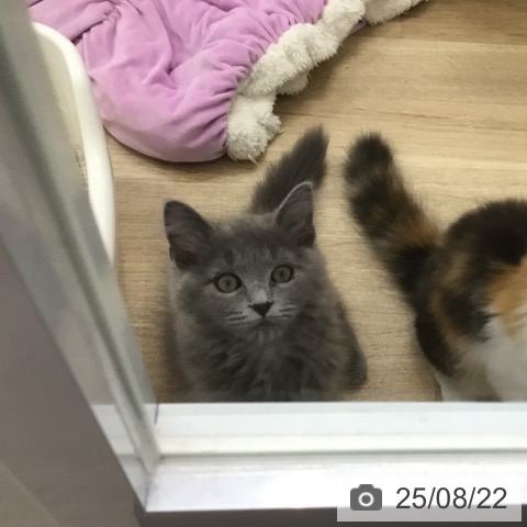 ラガマフィンの写真