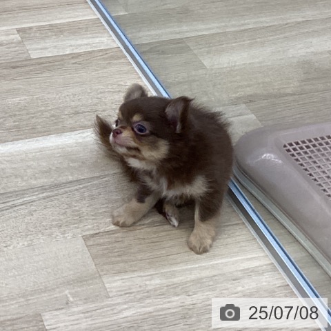 チワワの写真