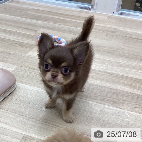チワワの写真