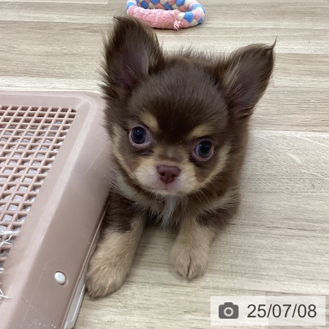 チワワの写真