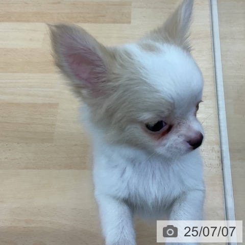 チワワの写真