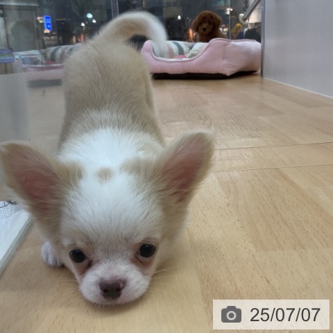 チワワの写真