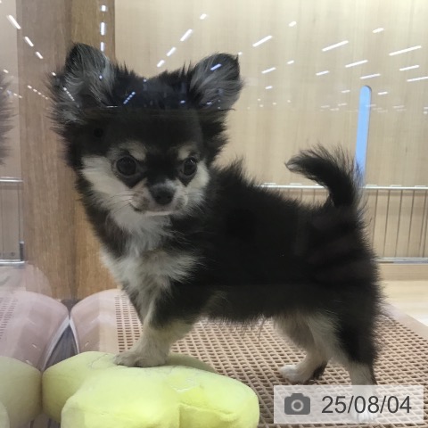 チワワの写真
