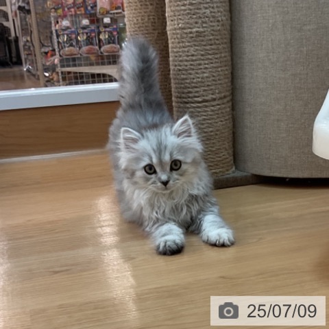 サイベリアンの写真