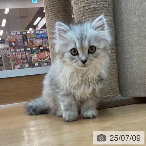 サイベリアンの写真
