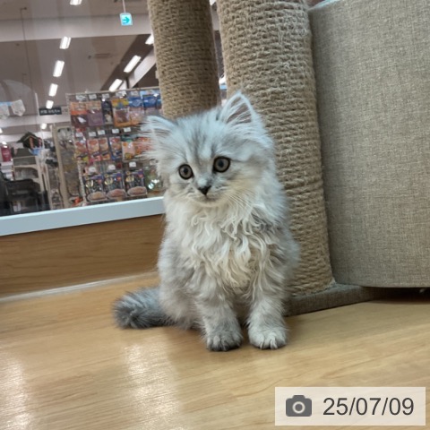 サイベリアンの写真
