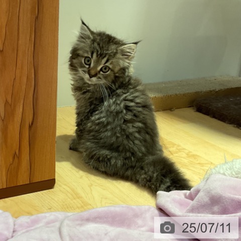 サイベリアンの写真