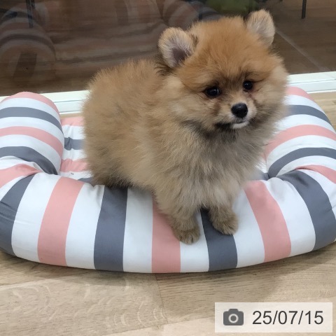 ポメラニアンの写真