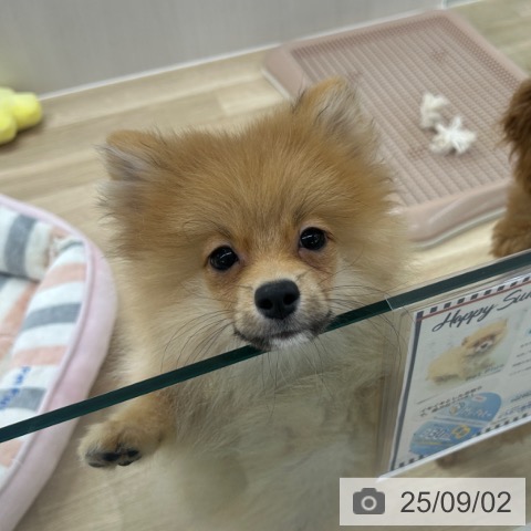 ポメラニアンの写真