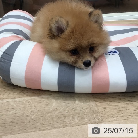 ポメラニアンの写真