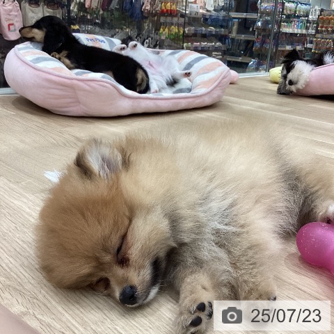 ポメラニアンの写真