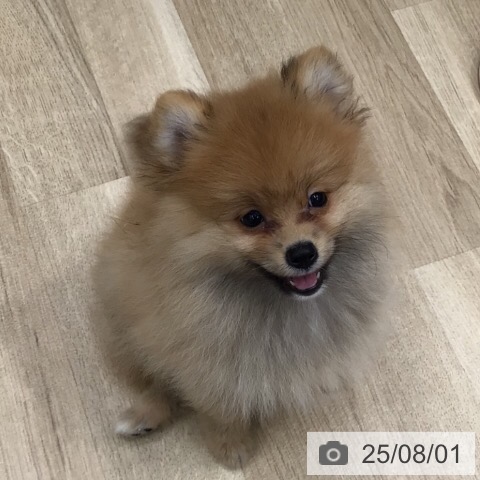 ポメラニアンの写真